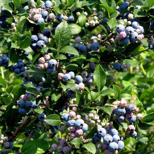 Alpha Bless Your Heart™ Blueberry