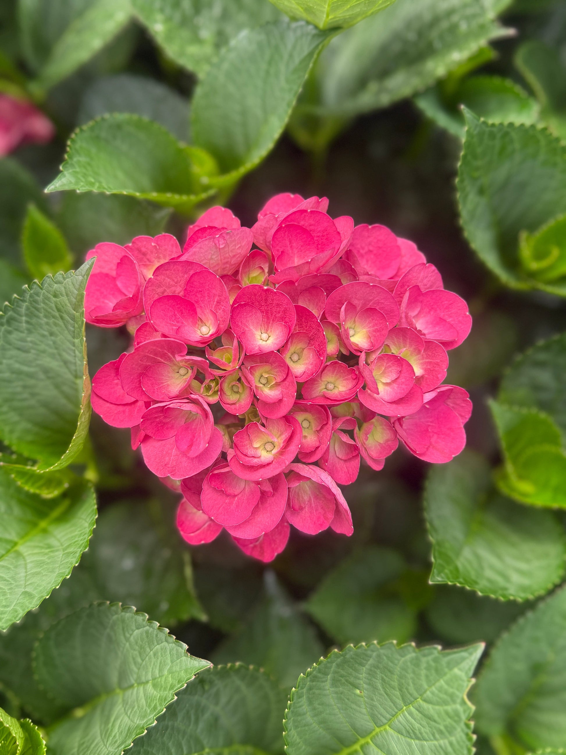  Akadama® Hydrangea