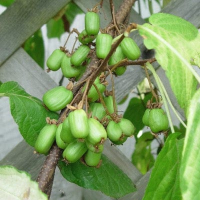  Emerald™ Arctic Beauty Female Kiwi