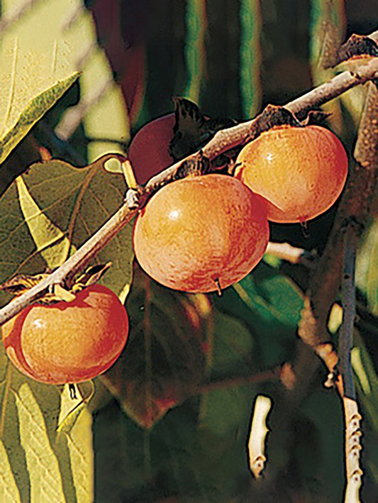  Prairie Dawn® American Persimmon