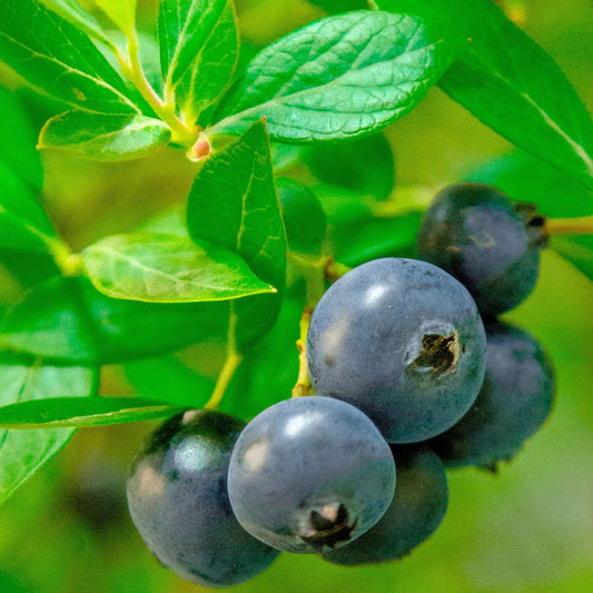 Alpha Hello Darlin™ Blueberry