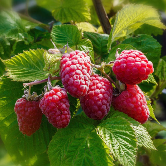 Caroline Raspberry