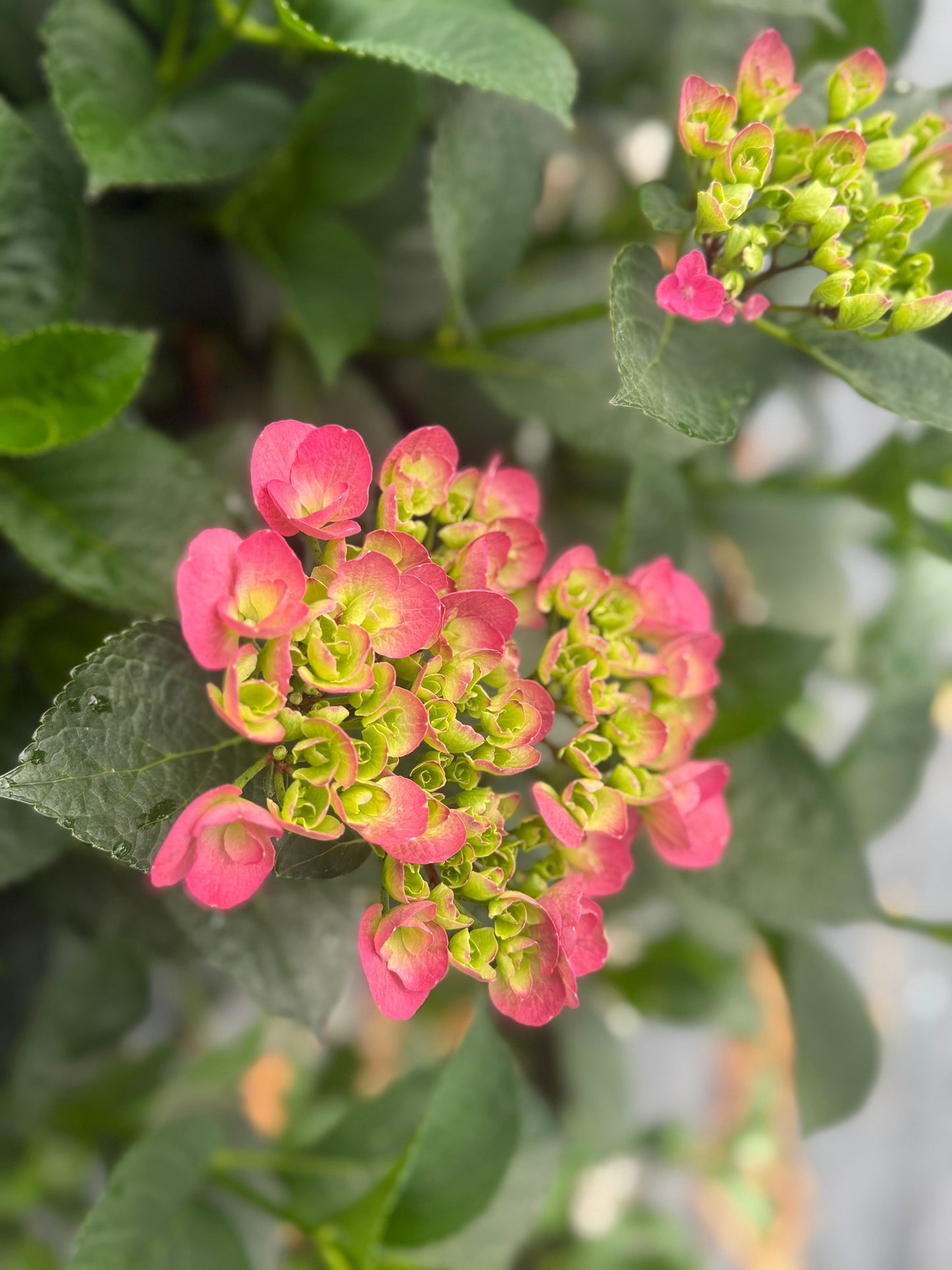  Akadama® Hydrangea