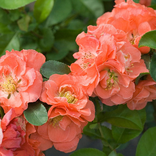  Double Take® Peach Flowering Quince