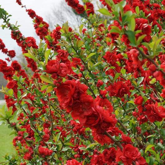  Double Take® Scarlet Flowering Quince
