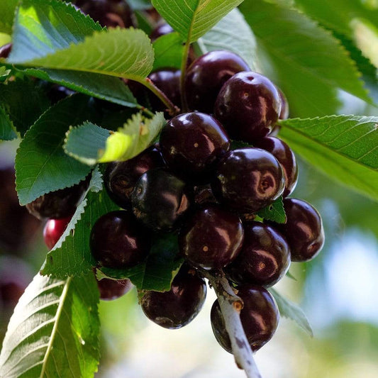  Bianco Rosato Di Piemonte Cherry
