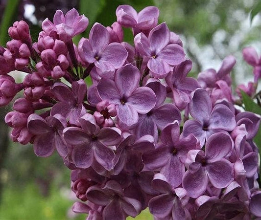  Frank's Fancy Lilac