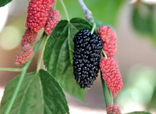  Black Beauty Fruiting Mulberry