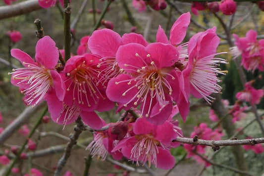  Roseglow Flowering Apricot