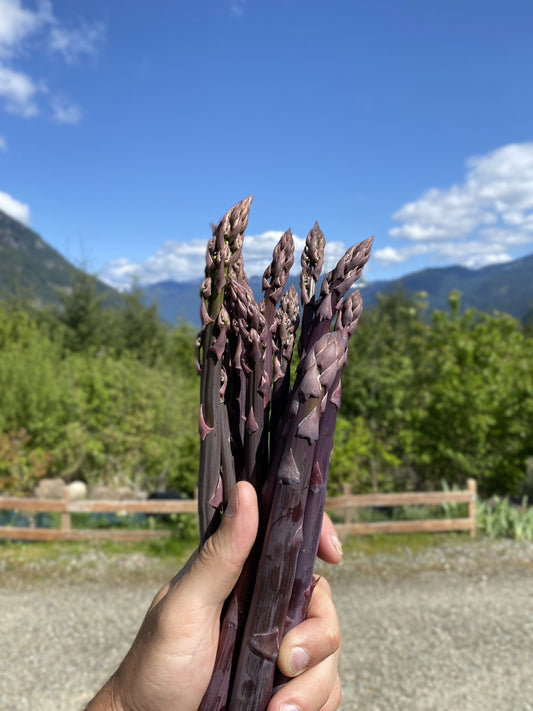  Purple Passion Asparagus