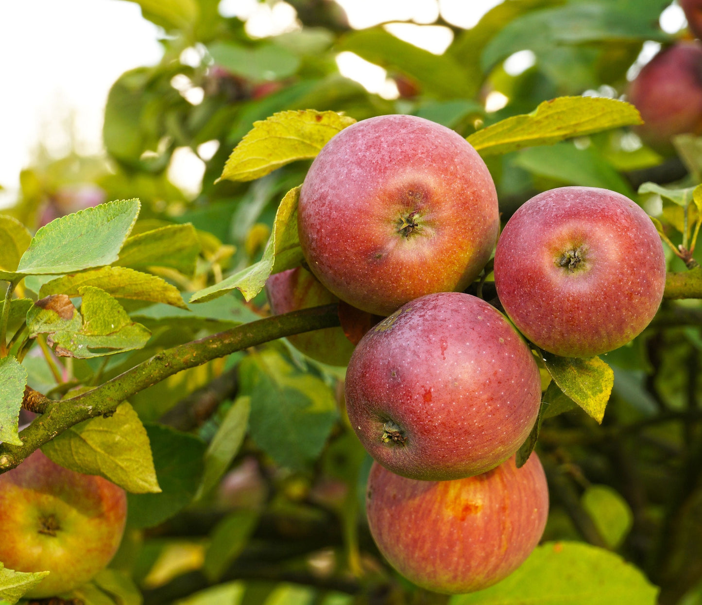 Apple Combo (5 Varieties)