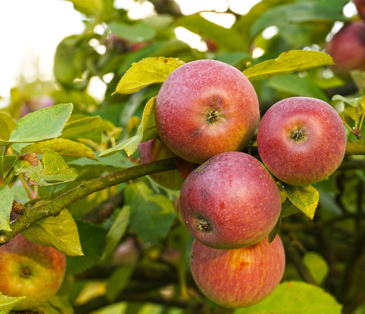  Apple Combo (5 Varieties)