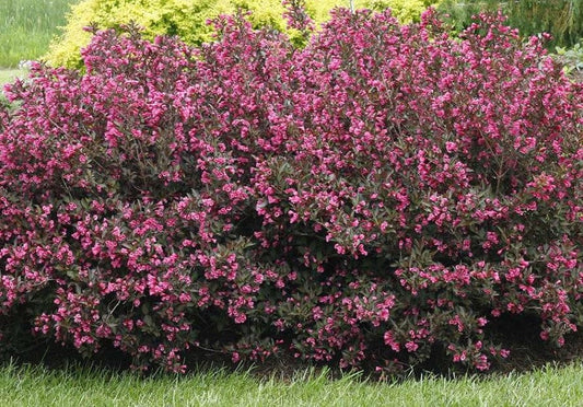 Alpha Wine & Roses®Weigela