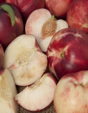  Arctic Babe Nectarine-Miniature