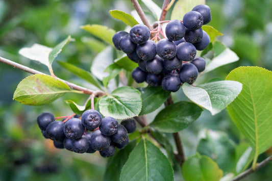  Raintree Select Aronia