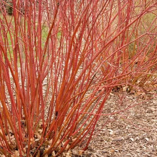  Baileyi Red Twig Dogwood