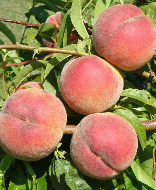  Betty Peach