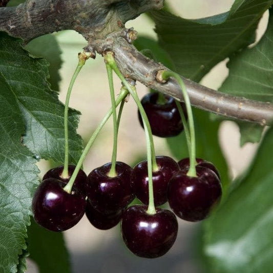  Black Tartarian Cherry