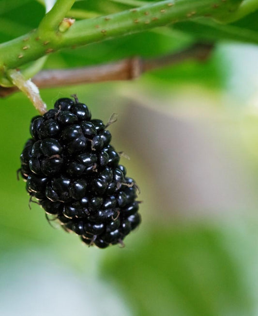  Oscar Mulberry