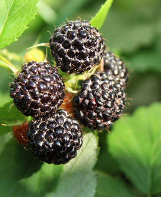 Alpha Jewel Black Raspberry