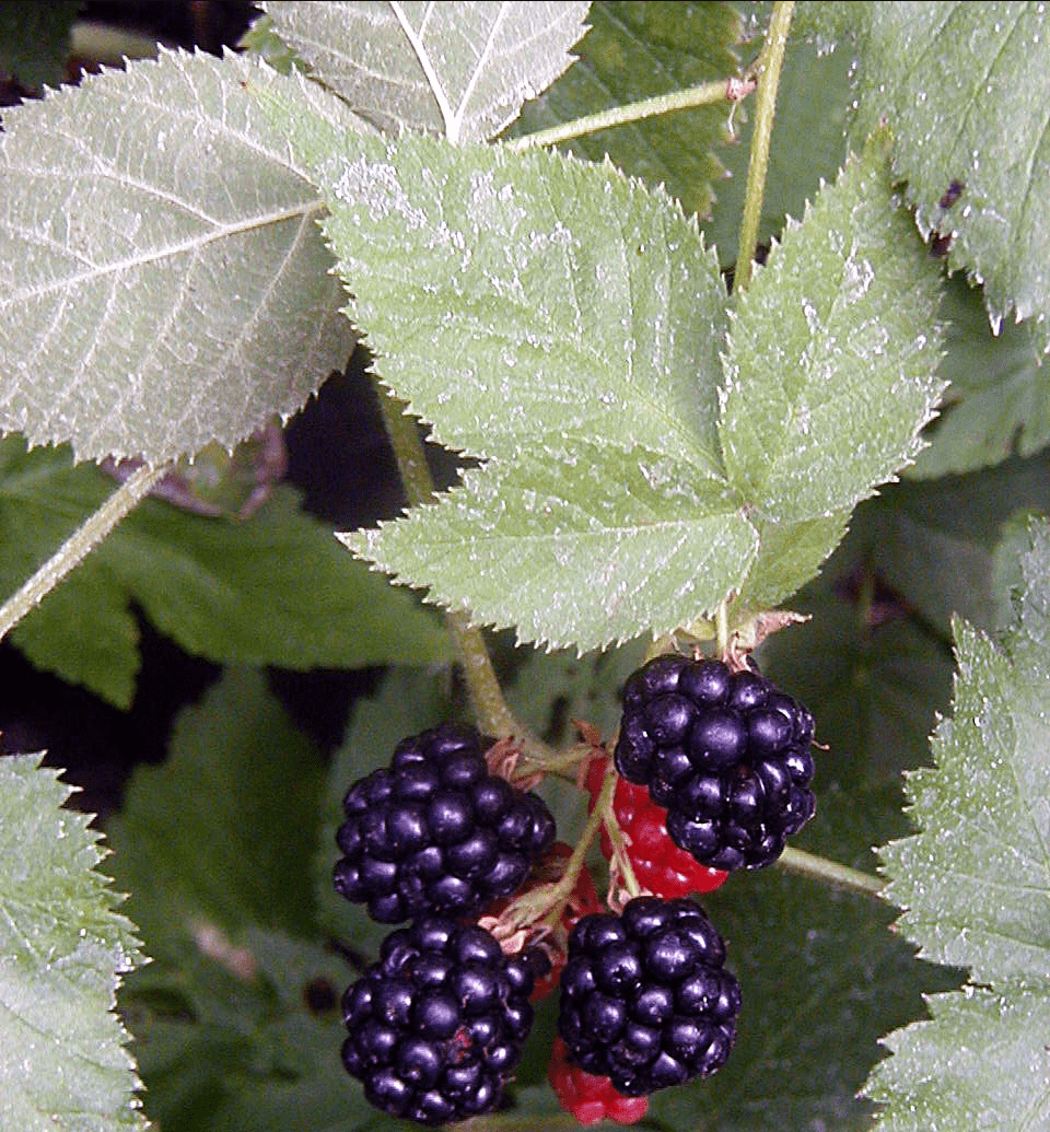 Alpha Black Satin Thornless Blackberry