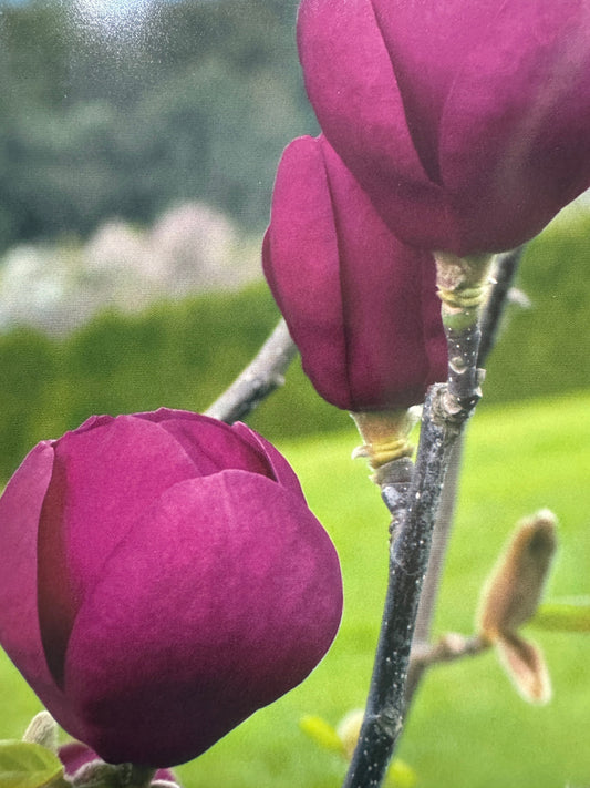  Black Tulip Magnolia