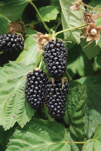  Columbia Star Thornless Blackberry