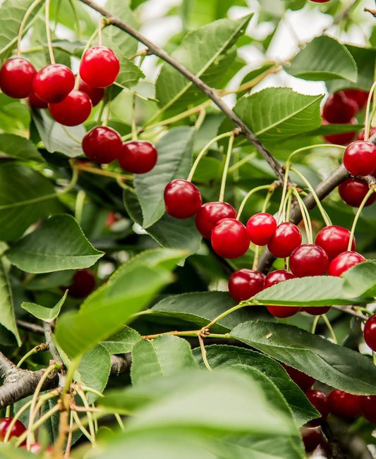  Combination Dwarf Cherry Tree (3 Varieties)