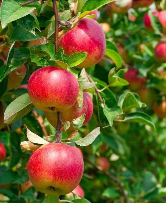  Combo Heritage Apple (5 Varieties)