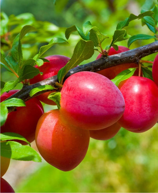 Combo Asian Plum (4 Varieties)