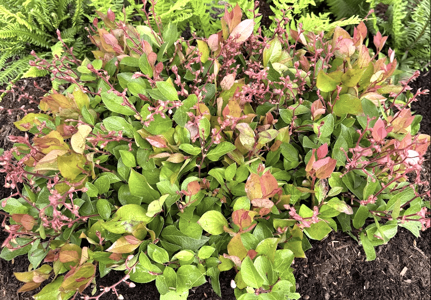 Cascade Sunrise™ Salal
