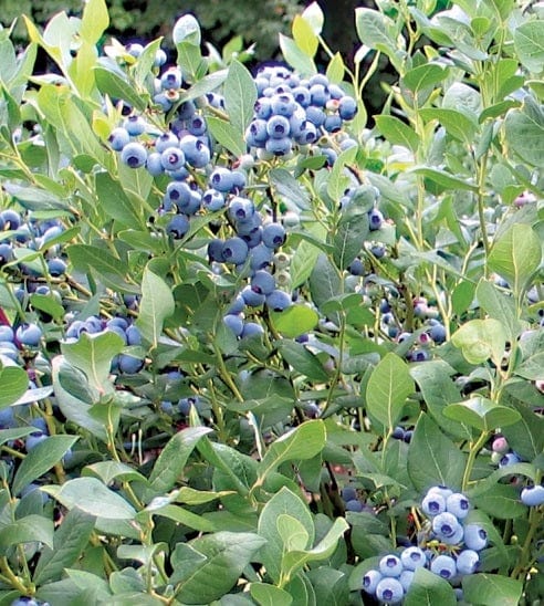 Alpha Draper Blueberry