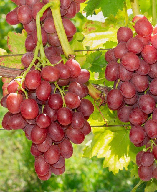  Einset Seedless Grape