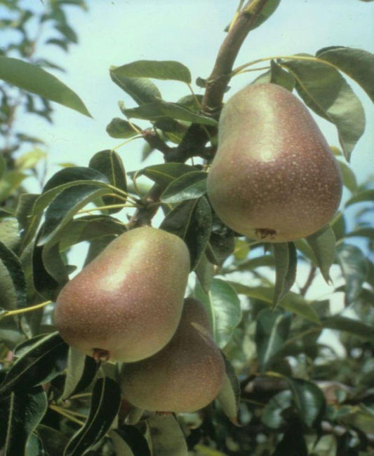  Harrow Delight European Pear
