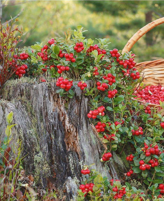  Arctic Blast Lingonberry Bundle (6 Plants)