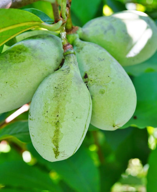  Ford Amend Paw Paw