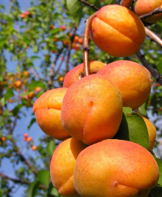  Harglow Apricot