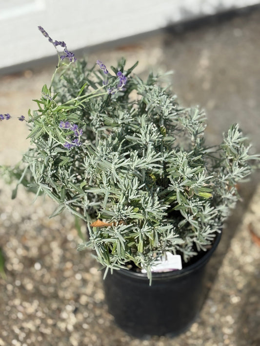Alpha Hidcote Blue Lavender