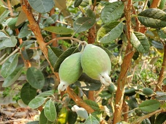  Ramsey Guava
