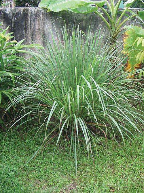  Lemon Grass