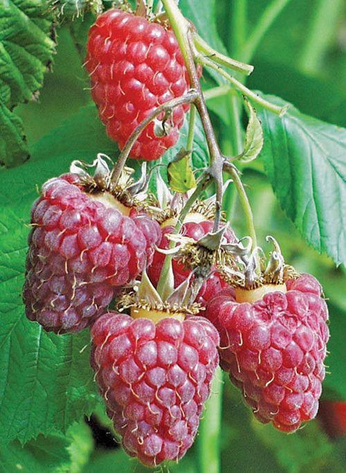  Tulameen Raspberry