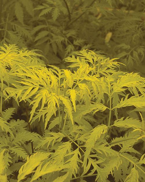  Sutherland Gold Elderberry