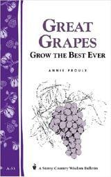  Great Grapes