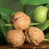  Ambassador Walnut