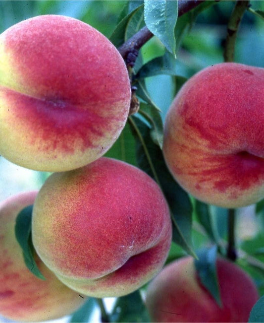  HW 272 Peach