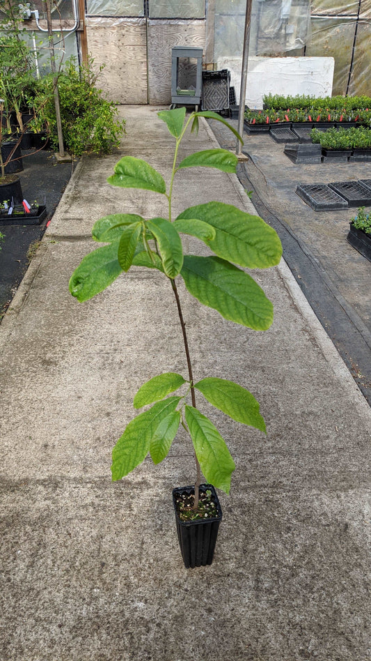  Paw Paw Seedling