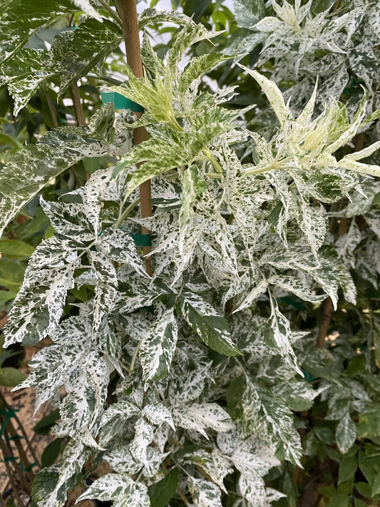  Pulverulenta Elderberry