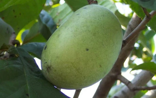  Wabash® Paw Paw