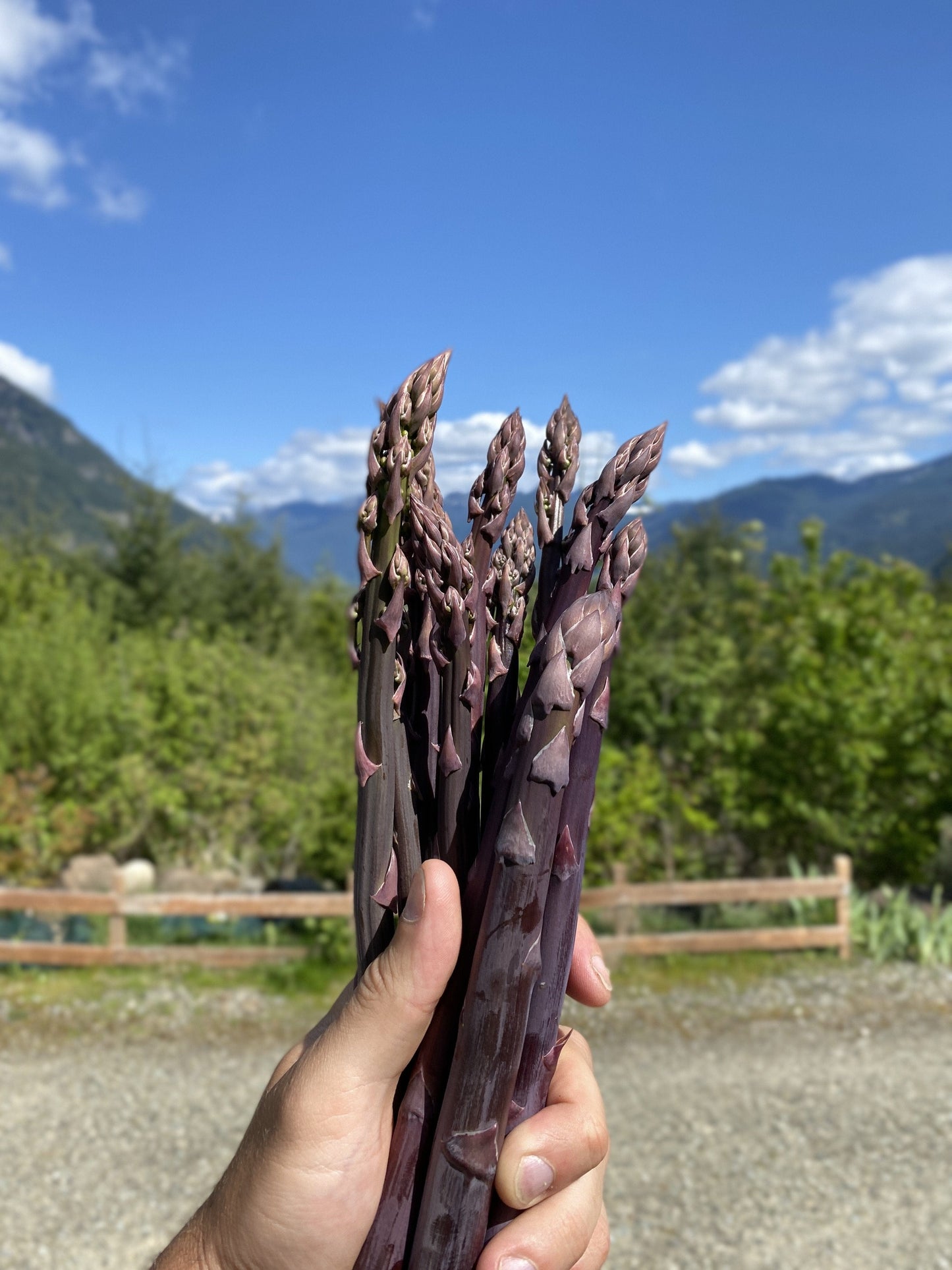  Sweet Purple Asparagus