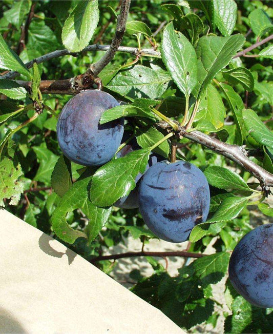  Kirke's Blue European Plum
